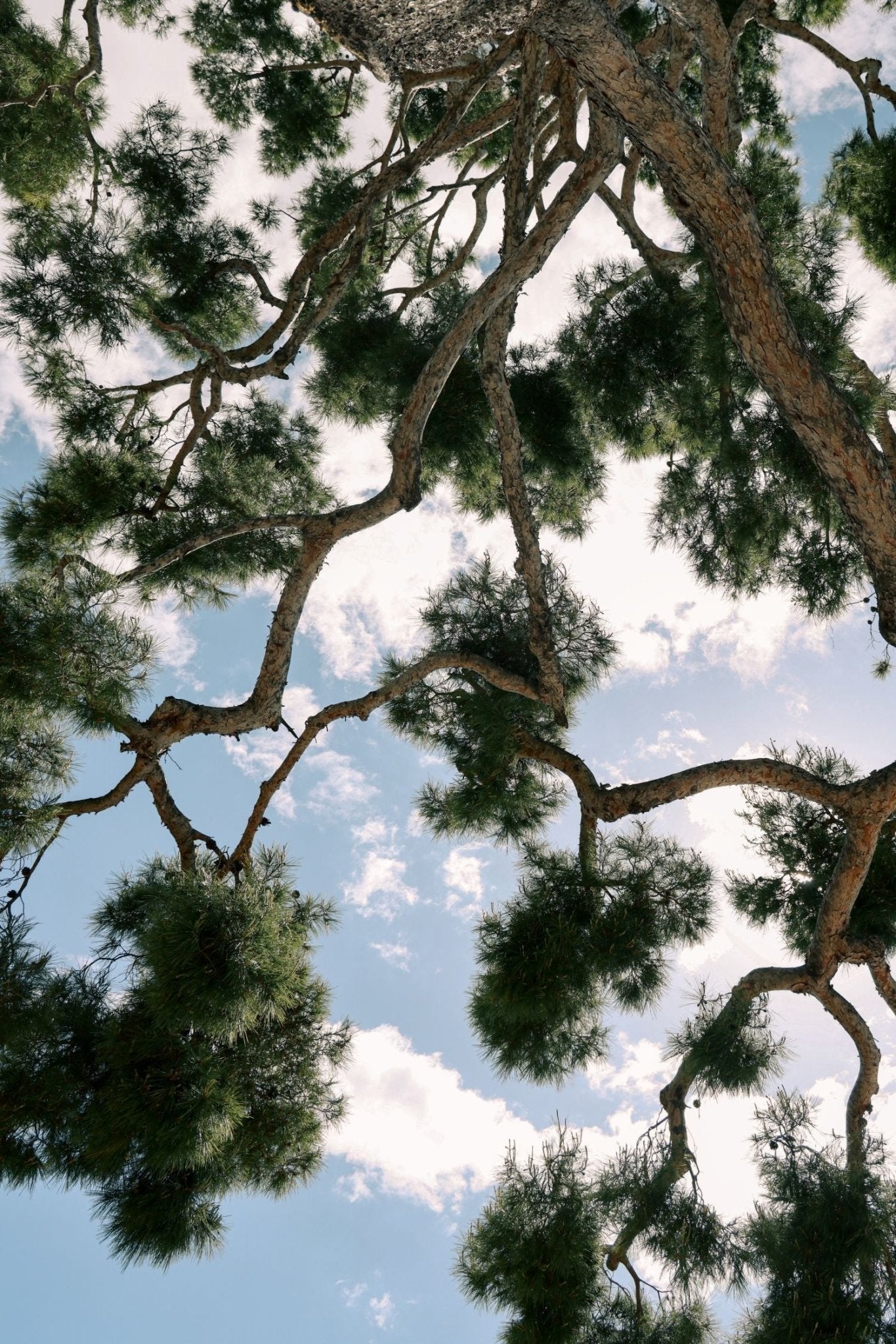 Nature Print featuring twisting branches and feathery pine needles against a luminous sky.